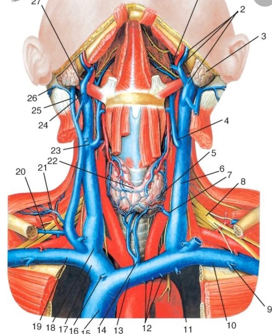 Анатомия сосудов головы. Яремные вены Вена анатомия. Внутренняя яремная Вена анатомия кт. Сонная артерия и яремная Вена. Яремная Вена кт анатомия.