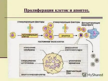 Для макрофагов характерны