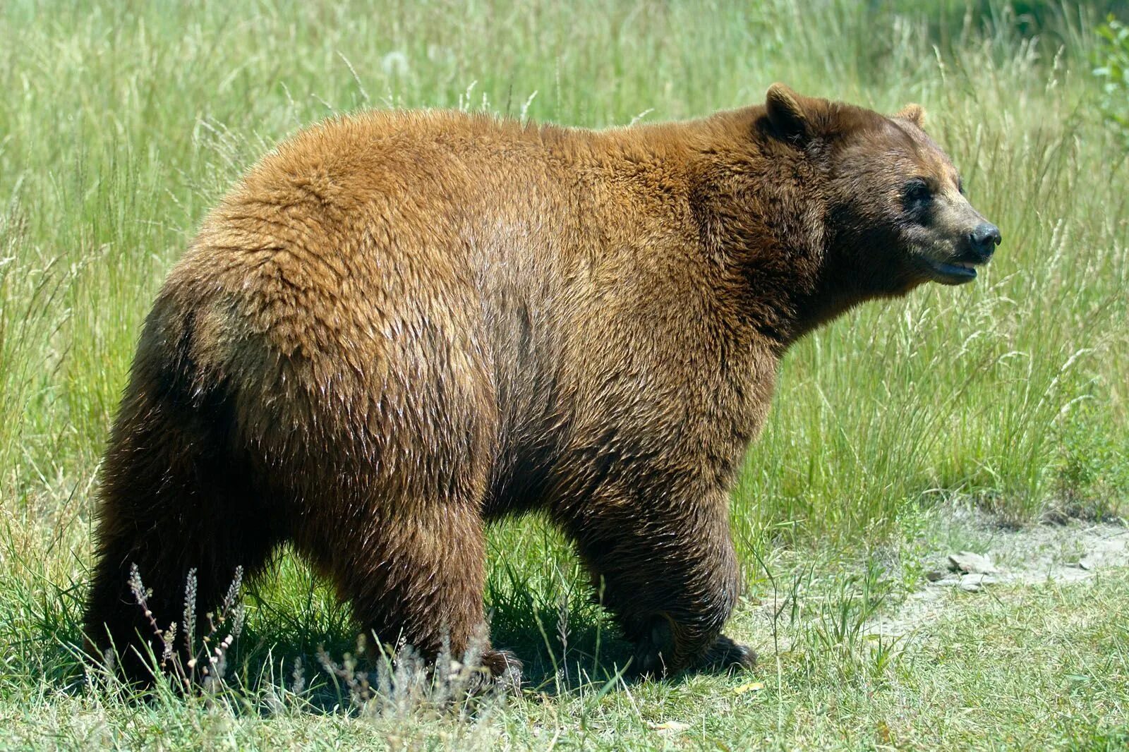 Медведь Гризли. Бурый медведь хвост. Медведь Гризли хвост. Медвежий хвост. Бурый медведь тело