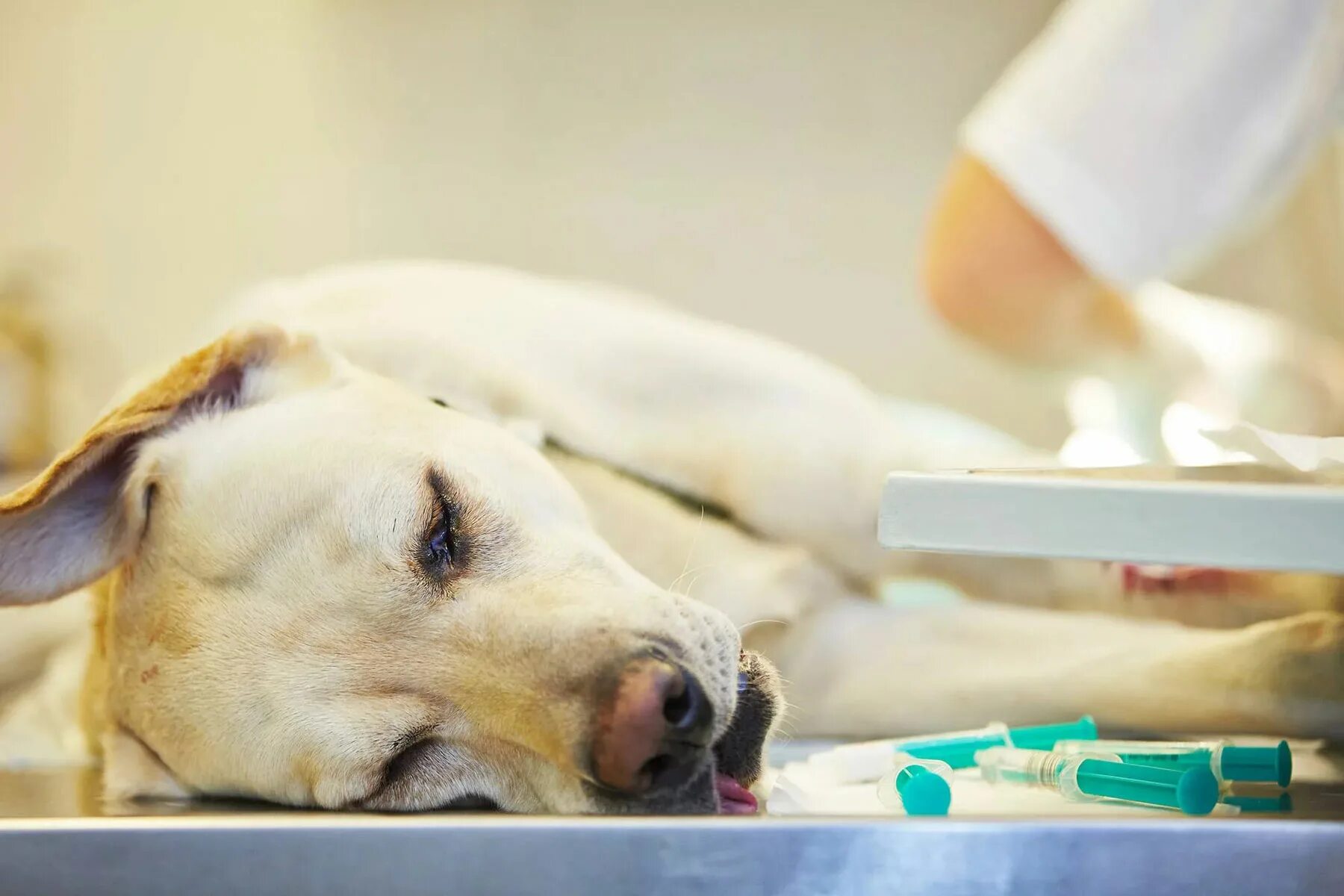 Лабрадор в ветеринарной клинике. Собака после эпилепсии