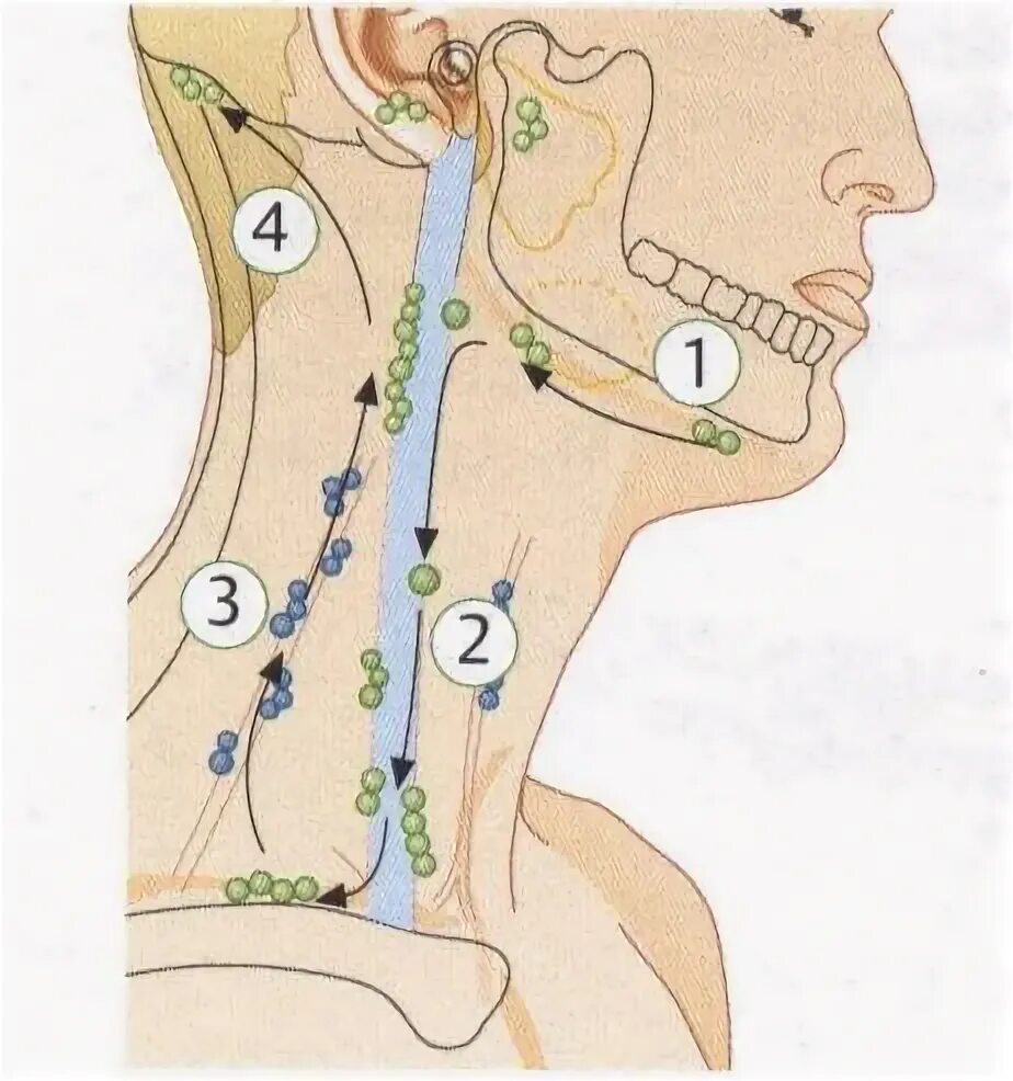 Thyroid, Illustration - Stock Image - C024/6016 - Science Photo Library