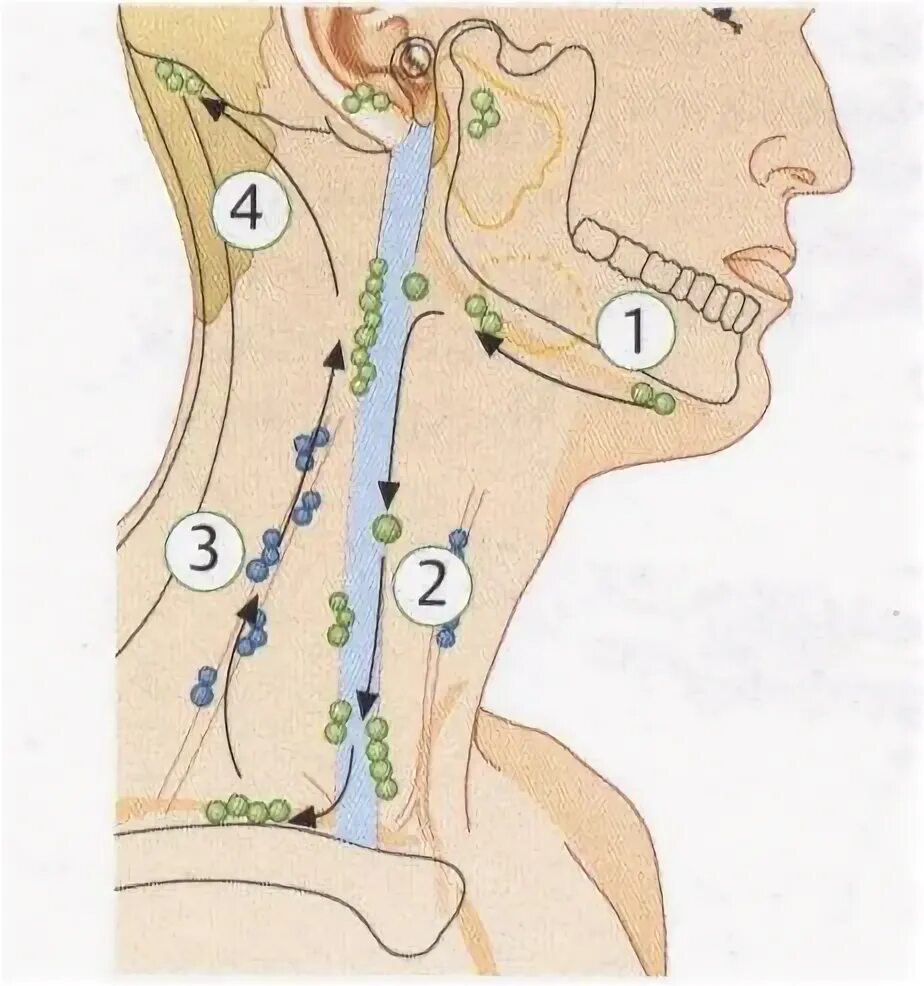 Регионарные лимфоузлы гортани. Регионарные лимфоузлы уха. Тонзиллярные лимфоузлы. Заглоточные лимфоузлы