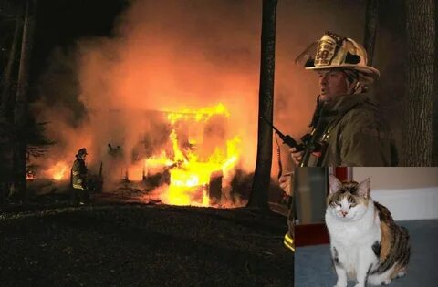 Zippocat video