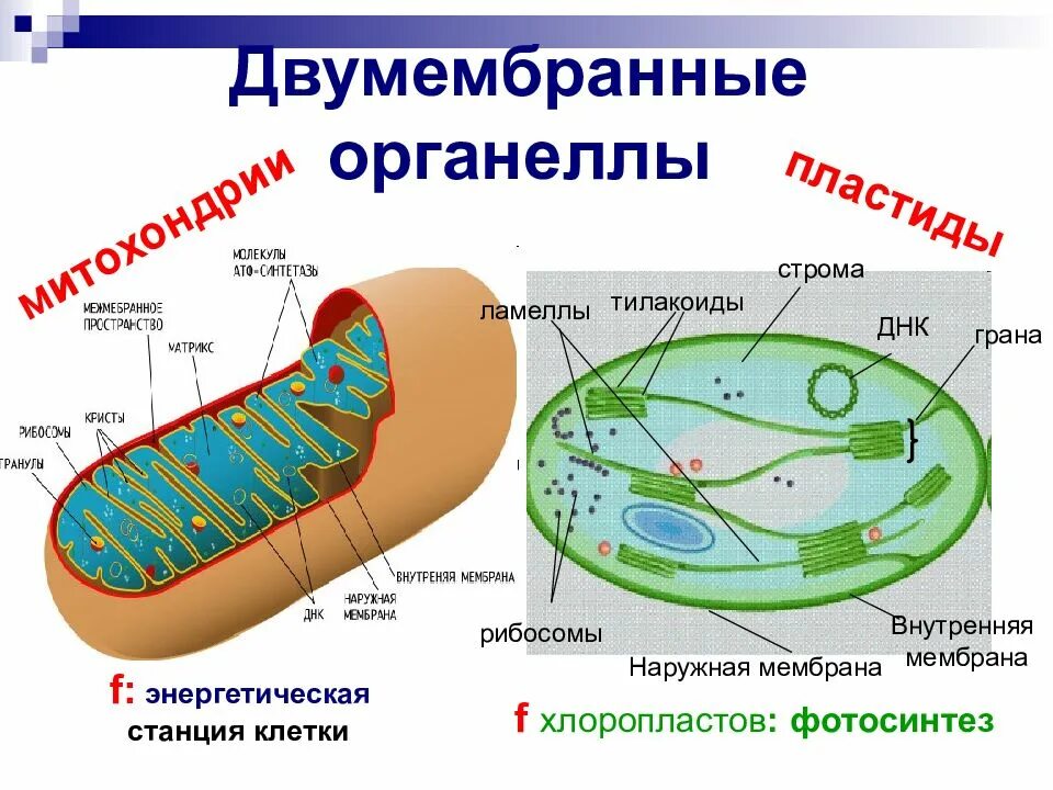 Пластиды прокариот. Строение двумембранных органелл митохондрии пластиды. "Строение клетки эукариот. Органоиды".. Лейкопласты двумембранные органоиды. Двумембранные органоиды структура.