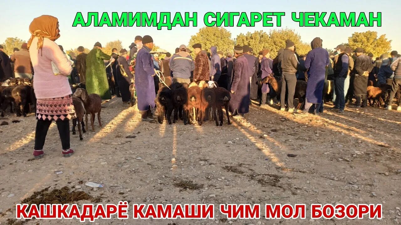 Кашкадарё янгиликлари. Кашкадарья камаши. Об хаво кашкадаре камаши кизилтепа. Об хаво кашкадаре камаши кизилтепа. Касби тумани.