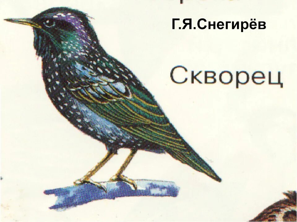 Перелетные птицы скворец для детей. Скворец Снегирев. Скворец Перелетная птица.