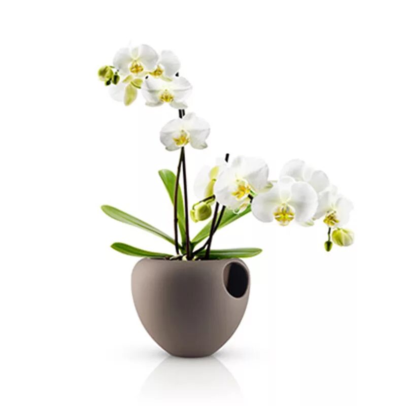 Орхидея в горшке недорого в спб. Фаленопсис Eve. Фаленопсис белый в горшке. Кашпо для орхидей.