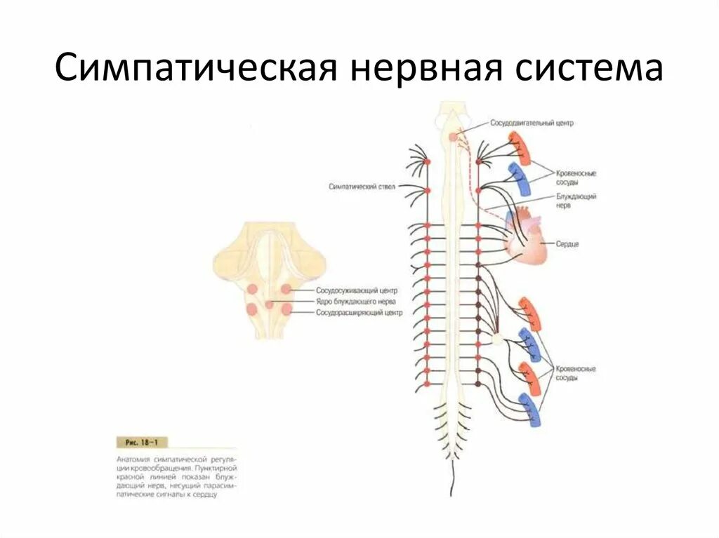 Работа симпатического нерва. Просвет бронхов симпатическая нервная система. Из чего состоит симпатическая нервная система. Симпатическая и парасимпатическая нервная система. Симпатиче Кая нервная система.