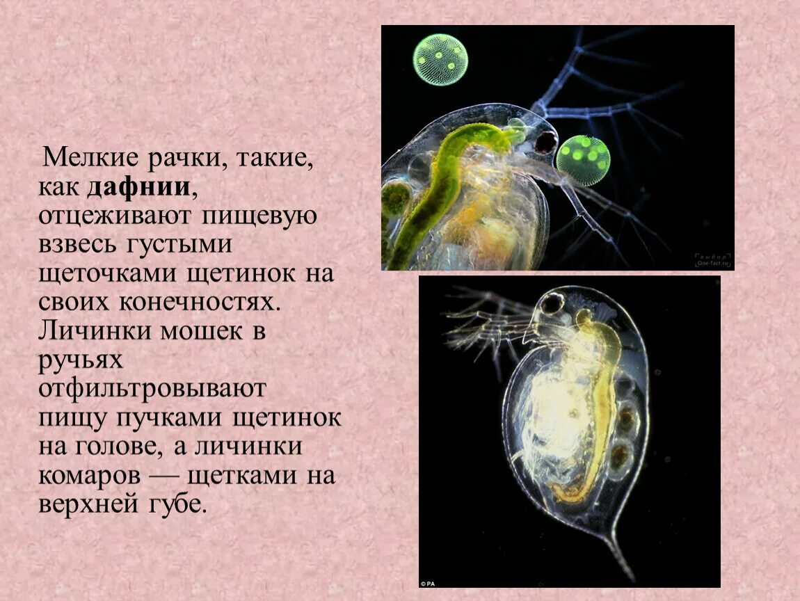 Строение дафнии обыкновенной. Дафния среда обитания. Дафния личиночная стадия. Карапакс дафнии.