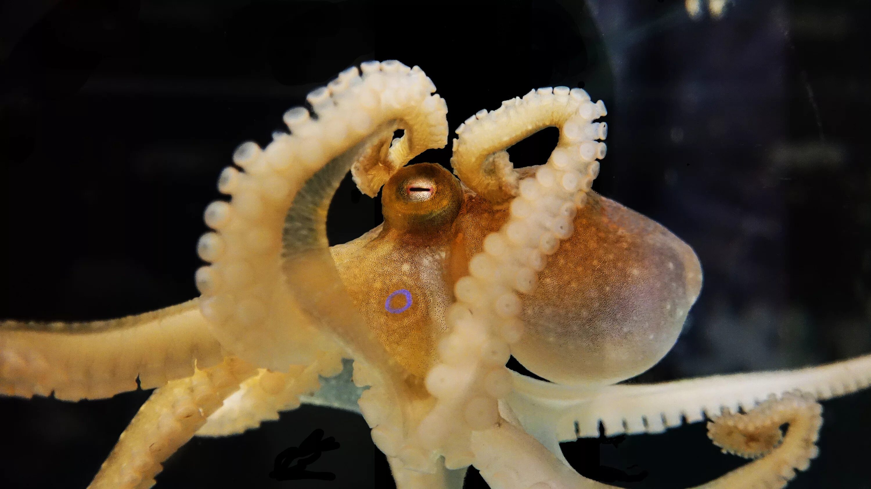 Историю осьминога. Осьминог Octopus bimaculoides. Калифорнийский двупятнистый осьминог. Головоногие моллюски.