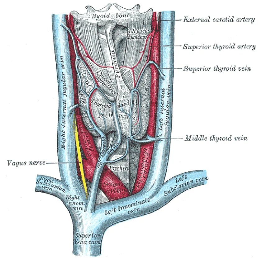Вены щитовидной железы анатомия. A. thyroidea Superior верхняя щитовидная артерия. Венозный отток щитовидной железы анатомия. Верхняя щитовидная артерия анатомия.