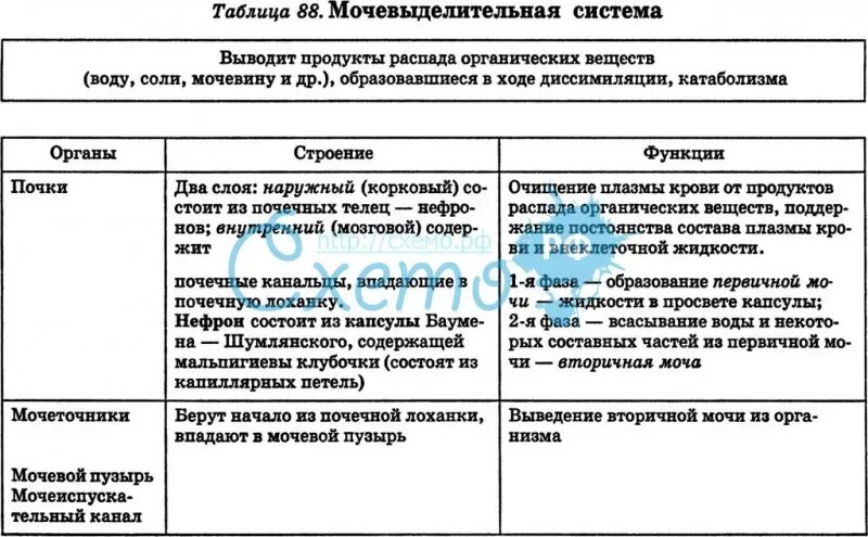 Мочевыделительная система таблица орган строение функции. Выделительная система человека таблица органы строение функции. Строение и функции мочевыделительной системы таблица. Строение и функции выделительной системы таблица. Женские половые органы таблица