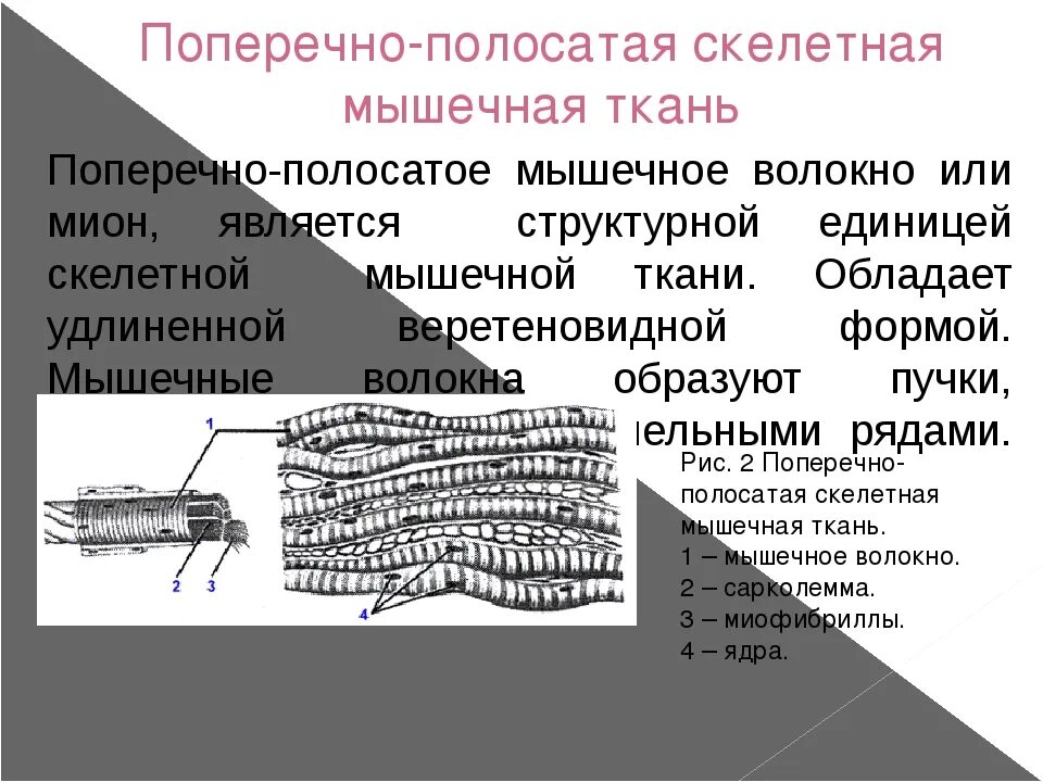 Изображение поперечно полосатой скелетной мышечной ткани. Поперечно-полосатая мышечная ткань целомического типа строение. Сократительный аппарат скелетной мышечной ткани. Поперечнополосатая Скелетная мышечная ткань строение. Поперечно-полосатая мышечная ткань Электронограмма.