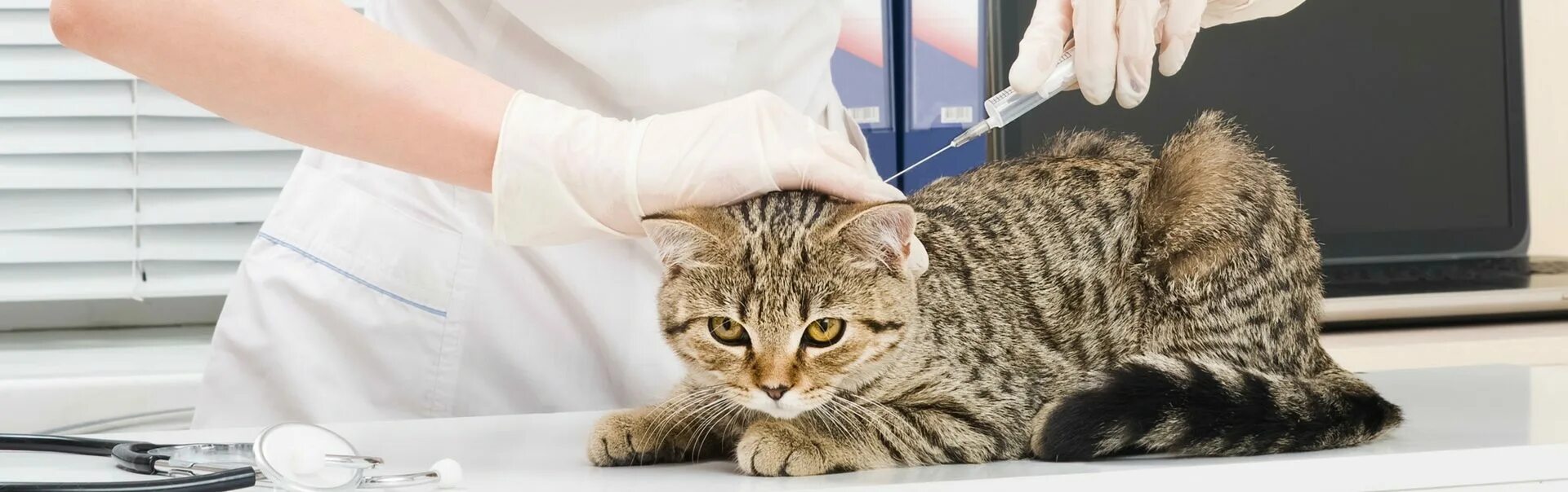 Лучшая прививка для кошек. Вакцинация кошек. Прививка для кошек. Вакцинация собак и кошек. Внедрение кота.