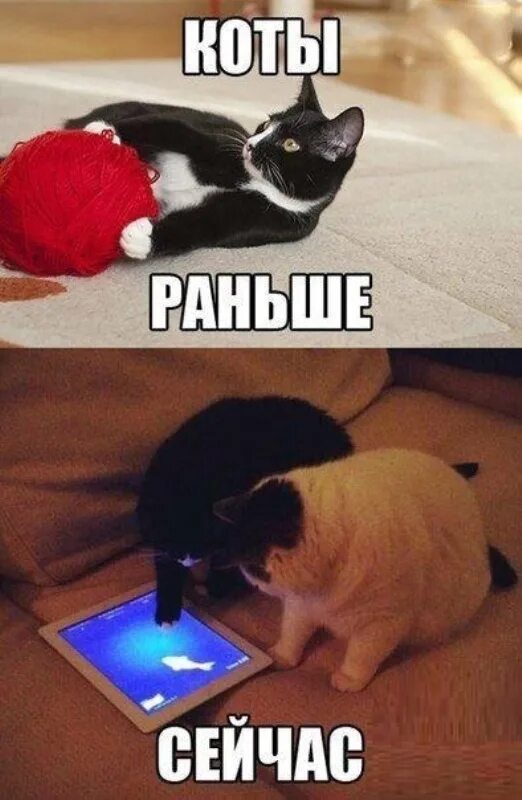 Коты раньше коты сейчас. Кот раньше кот сейчас. коты раньше и сейчас мем. что умели коты раньше.