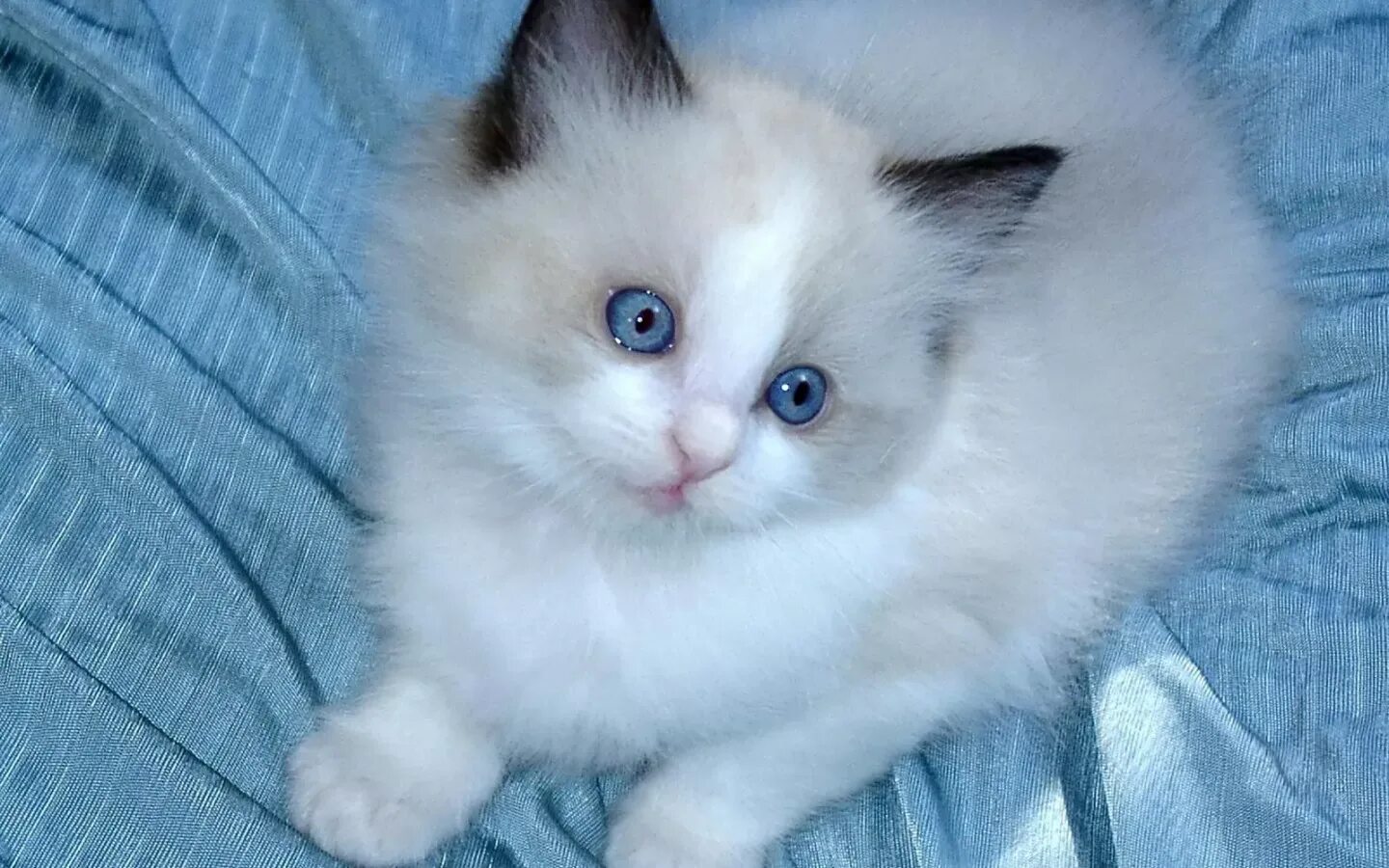 Котенок в добрые руки брянск. Пушистые котята. Голубоглазый котенок. Белый пушистый котенок. Белые котята с черными ушками.