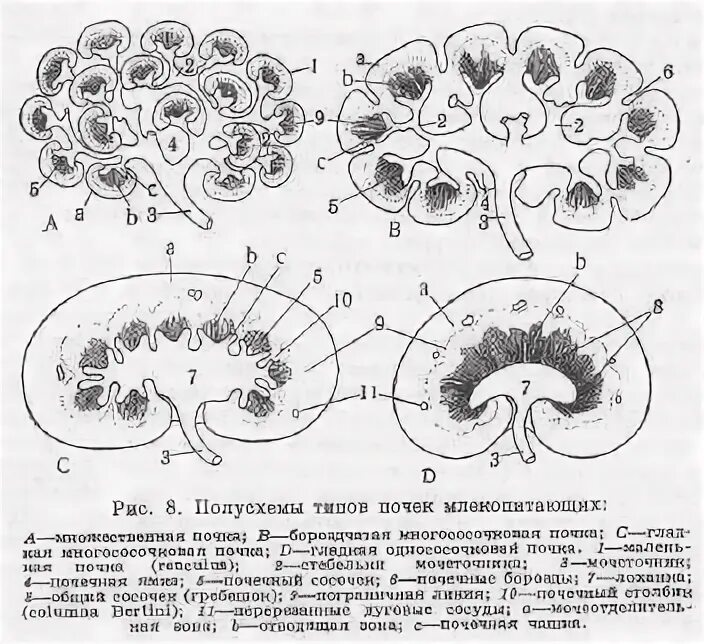 Виды почек у животных. Строение почек млекопитающих. строение почки животных. строение почки животных анатомия. схема строения почек крс.