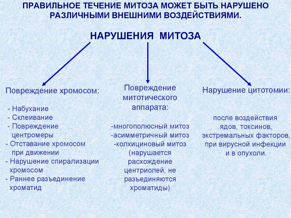 Деление клеток вызывают. Причины нарушения протекания процесса митоза. Нарушение фаз митоза. Факторы нарушения митоза. Нарушение процессов клеточного деления.