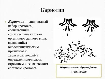 Структура кариотипа