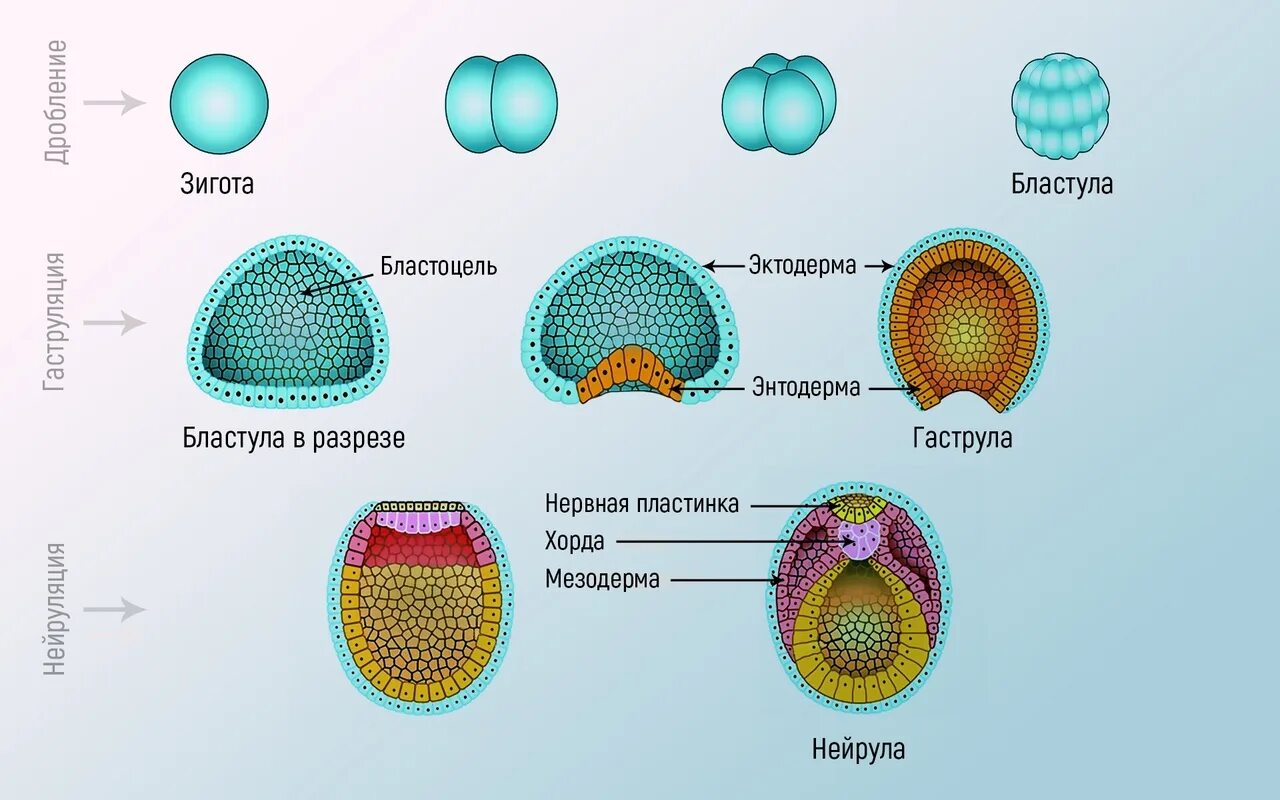 Зигота это зародыш многоклеточный. Стадии эмбрионального развития многоклеточных животных. Основные этапы эмбрионального развития многоклеточных животных.. Структура зиготы.
