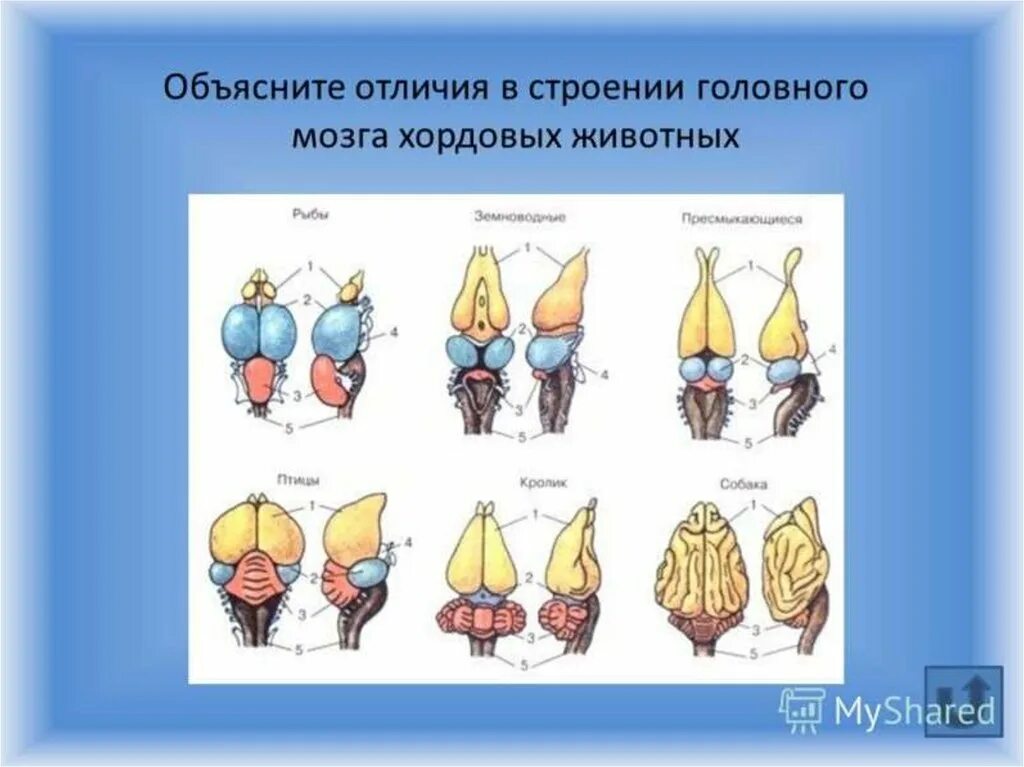 Филогенез мозга. Эволюция головного мозга хордовых таблица. Эволюция головного мозга у позвоночных животных. Эволюция головного мозга хордовых животных. Строение головного мозга хордовых.