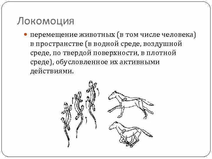 Наиболее удачный способ движения у животных. Наиболее удачный способ движения у животных