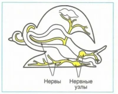 Обозначь название органов указанных цифрами