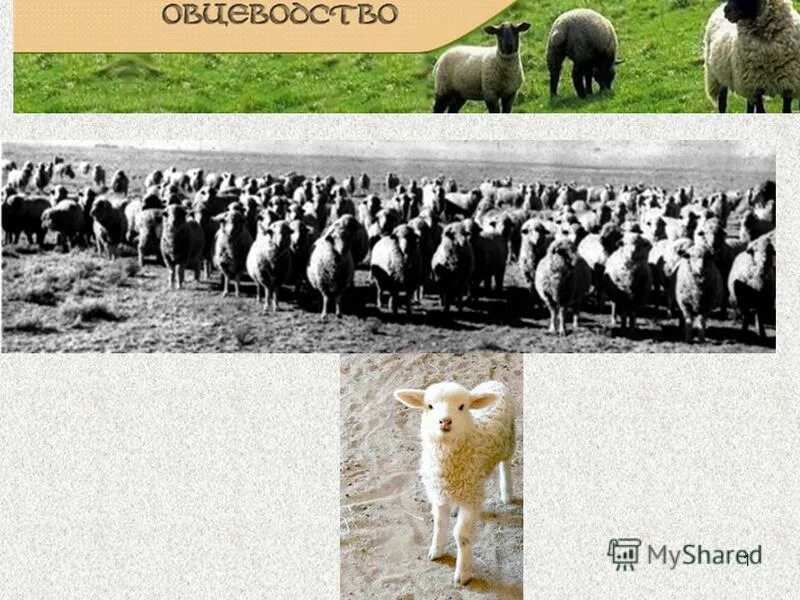 технология производства овцеводства