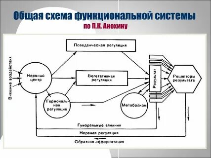 Функциональные системы животных