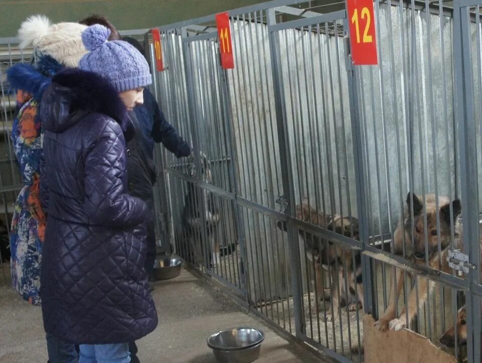 Приютить бомжа. Департамент городского хозяйства Краснодар по защите животных.