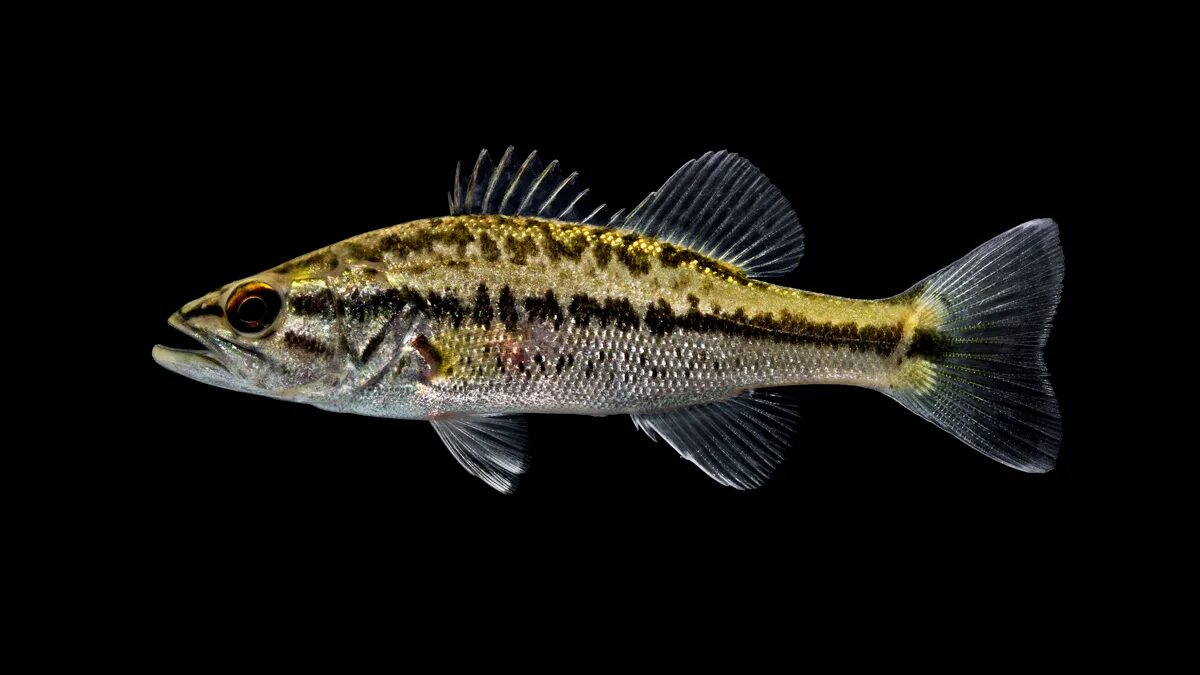 Micropterus salmoides. Форелевый окунь (Micropterus salmoides). Largemouth Bass Micropterus salmoides. Американский окунь басс.