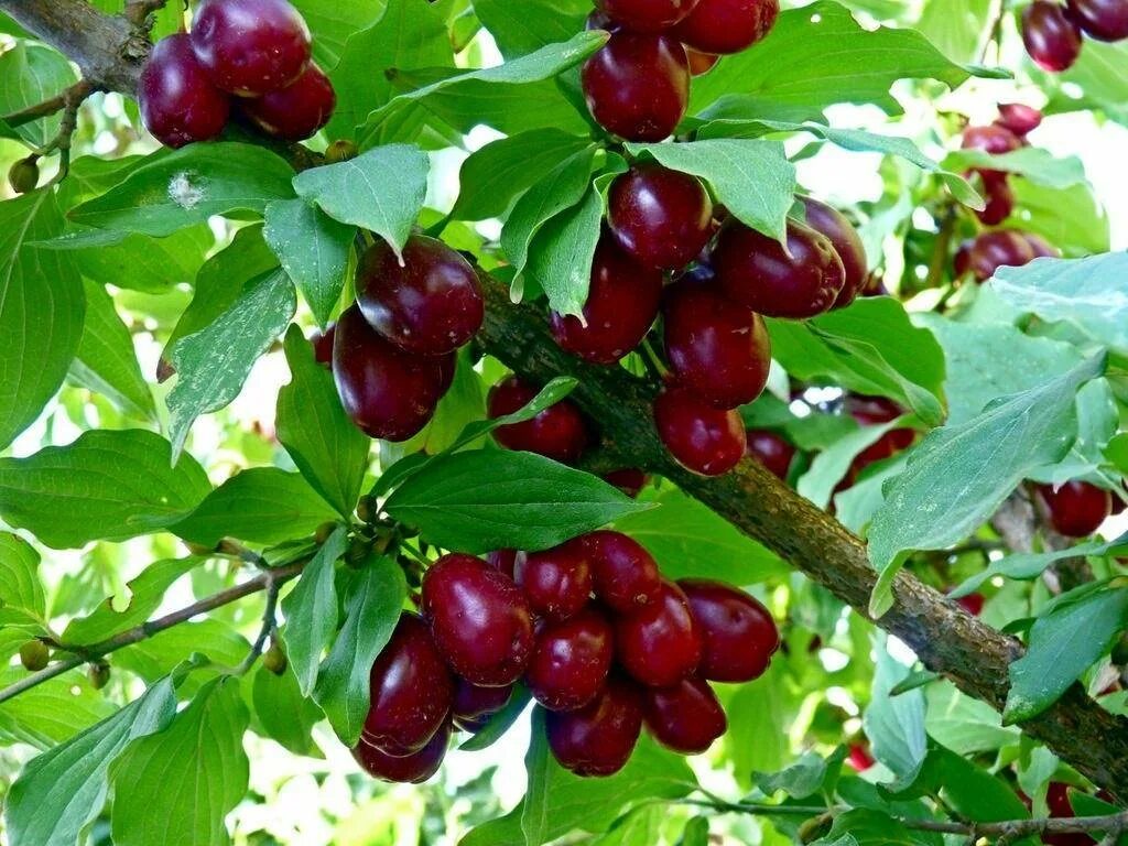 Плодовые кусты
