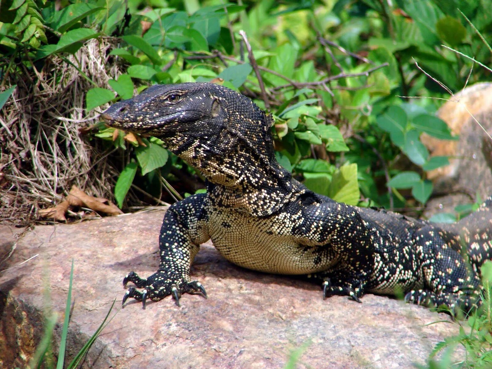 Varanus Salvator. Водяной Варан. Полосатый водяной Варан Сальватор. Полосатый водяной Варан.