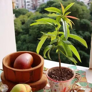 Можно ли вырастить манго из косточки дома