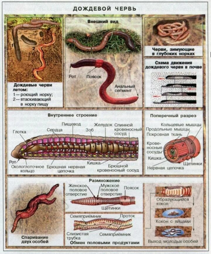 Крокодил спинной мозг дождевой червь. Тип кольчатые черви строение систем. Тип кольчатые черви внутреннее строение. Тип кольчатые черви схема. Кольчатые черви дождевой червь класс.