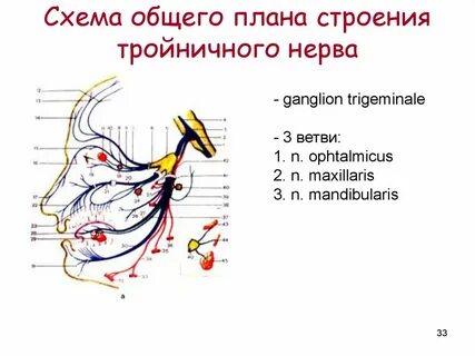 Тройничный нерв строение
