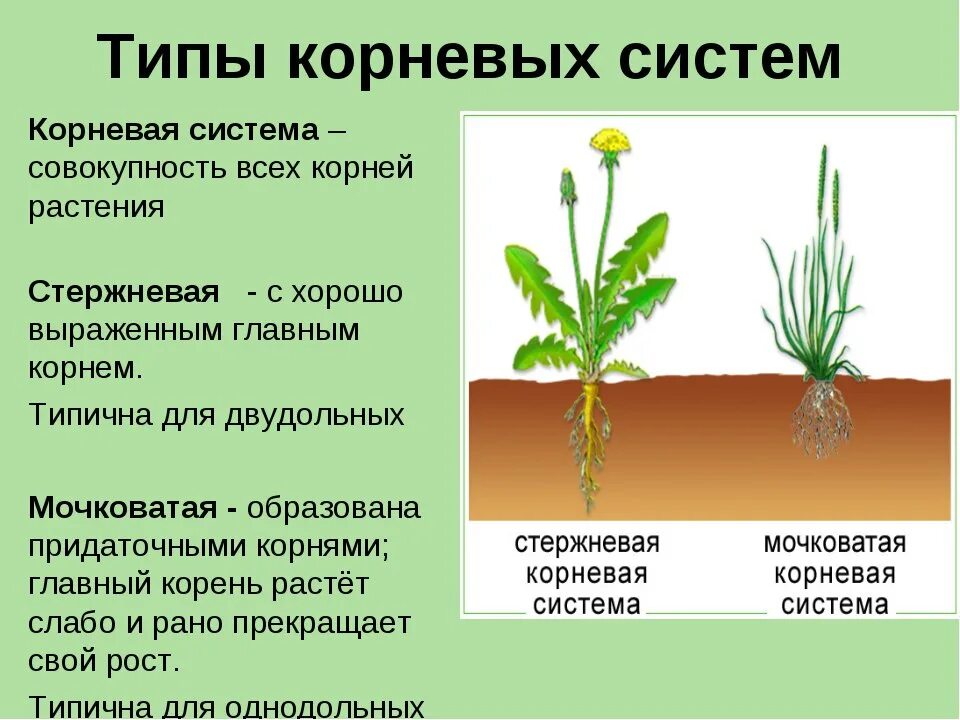 Корневая система растений образованы. Корневая система какие растения. Назовите типы корневых систем примеры. Типы корневых систем ботаника. Строение мочковатой корневой.