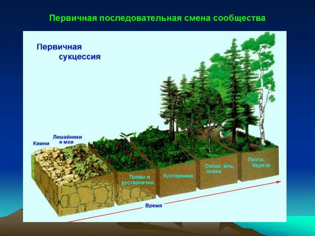 Этапы смены растительного сообщества. Развитие экосистем: сукцессии, этапы сукцессии.. Сукцессия экосистемы этапы. Первичная сукцессия на песчаных дюнах. Экологическая сукцессия первичная и вторичная.