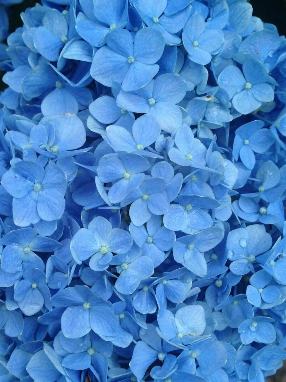 Выполнен в голубом цвете голубой