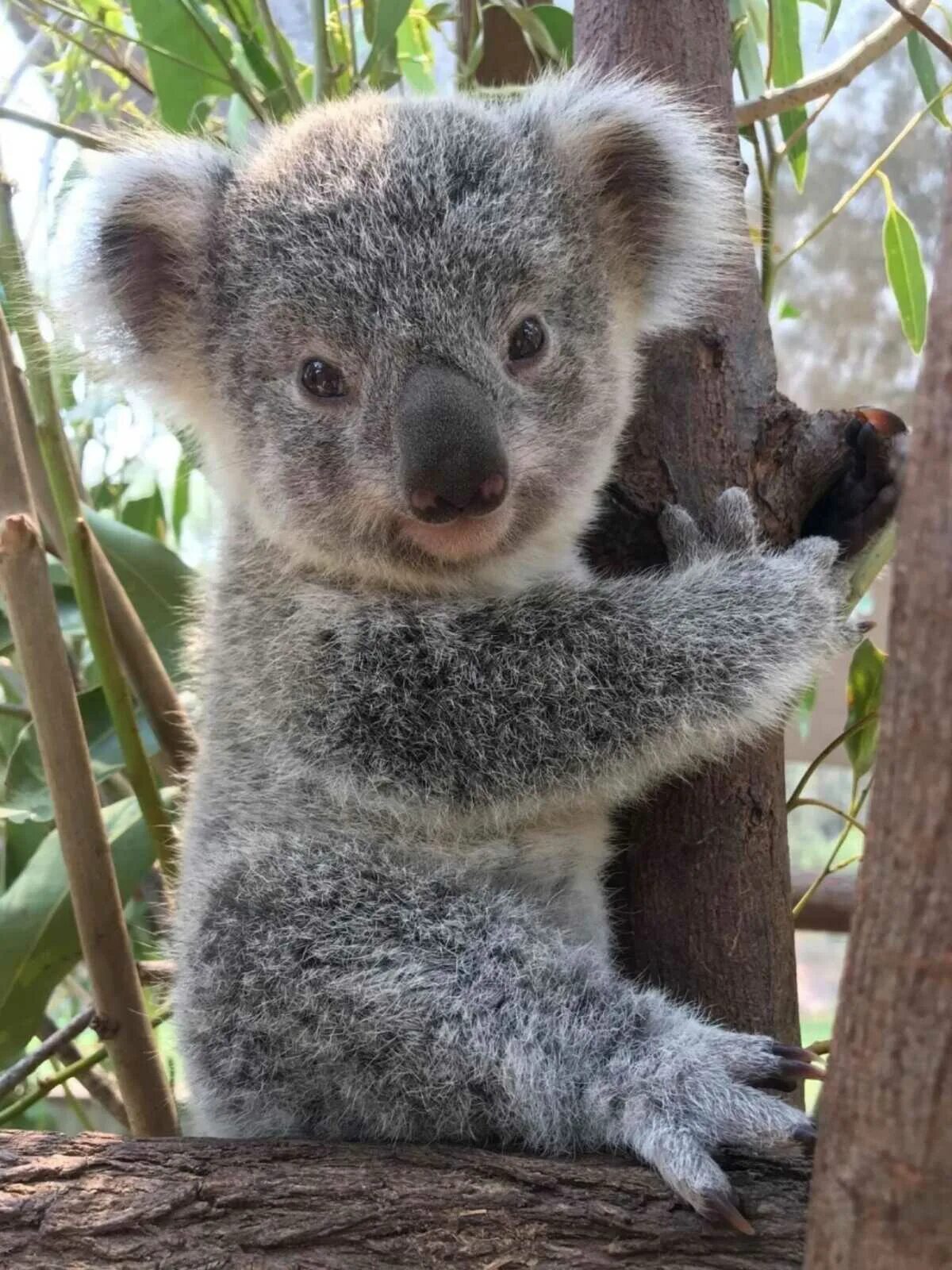 Как называется коала. Животные Австралии коала. Коала сумчатое животное. Мишка коала. Коала с детенышем.