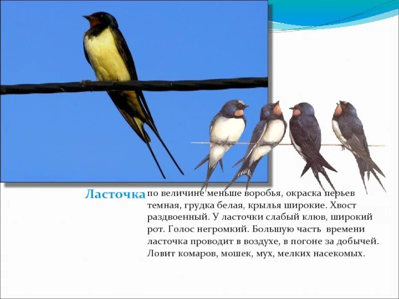 Ласточка размеры птицы. Ласточка птица хвост. Ласточка окраска оперения. Внешний вид ласточки. Какого цвета Ласточка.