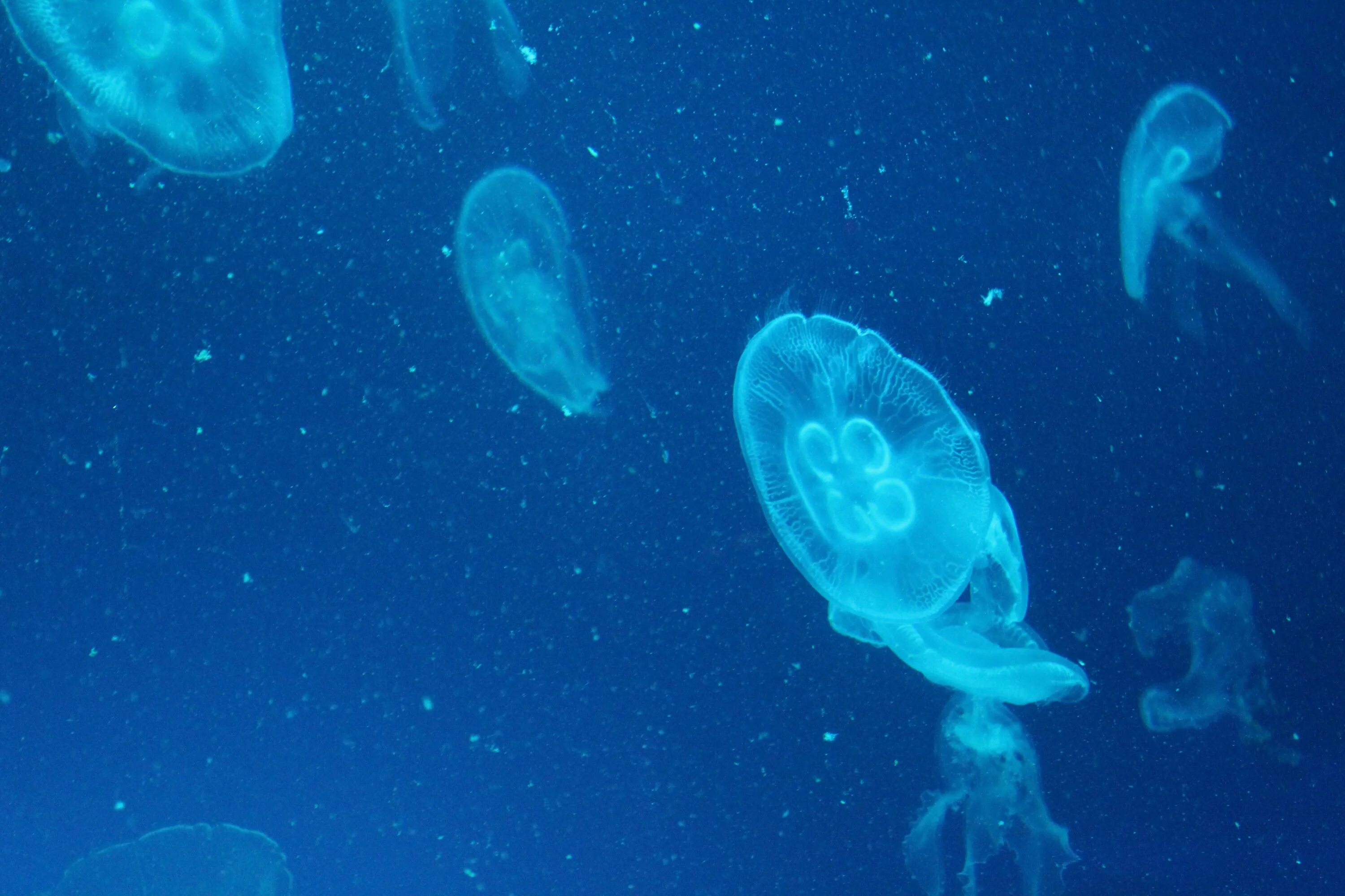 Группа морских организмов на дне океана. Медуза рыба. Биология океана. Дельфины и медузы. Морские организмы красивые.