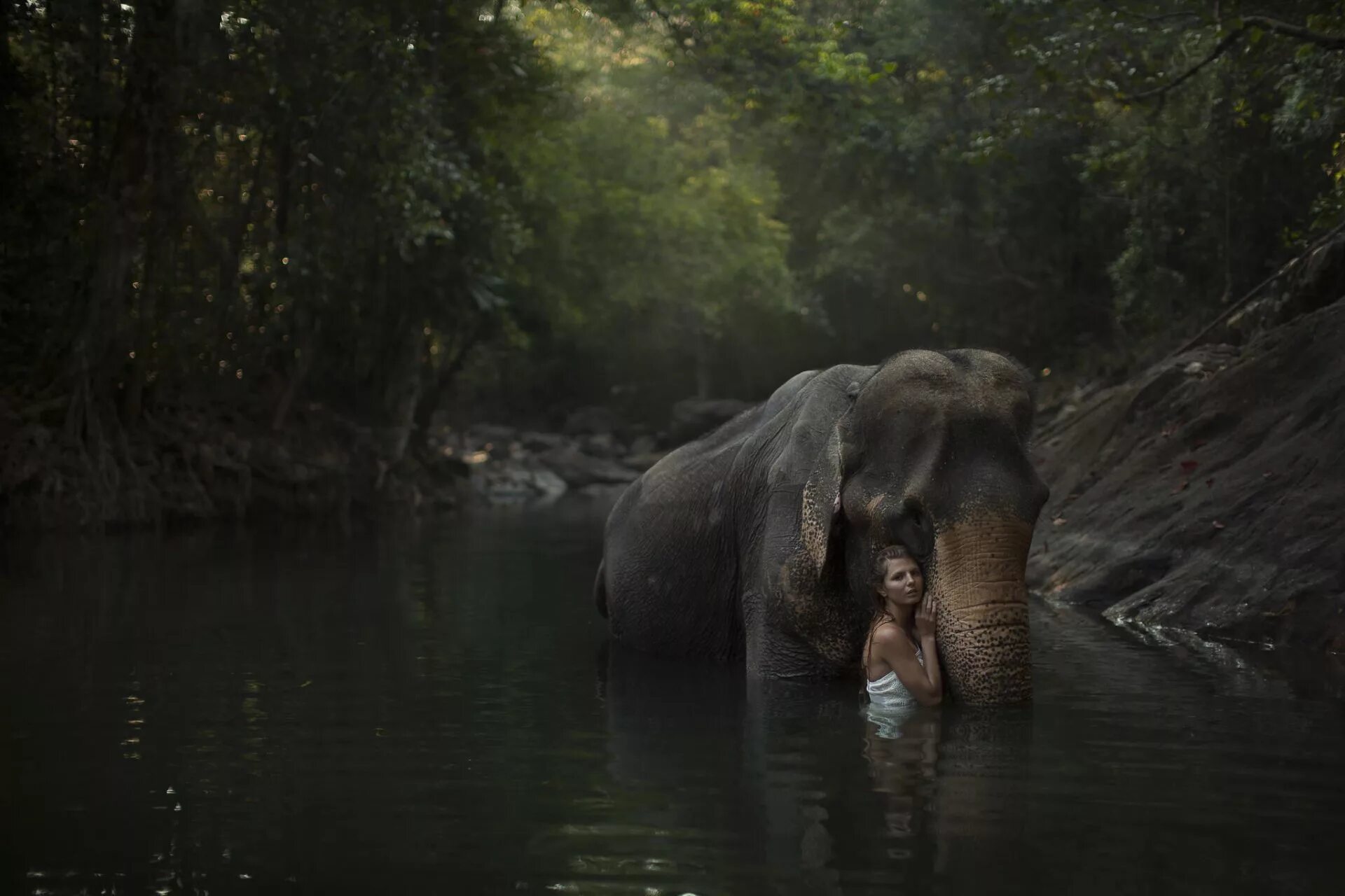 Elephant river. Животные джунглей. Слоны в джунглях. Дикие животные джунглей. Природа амазонки животные.