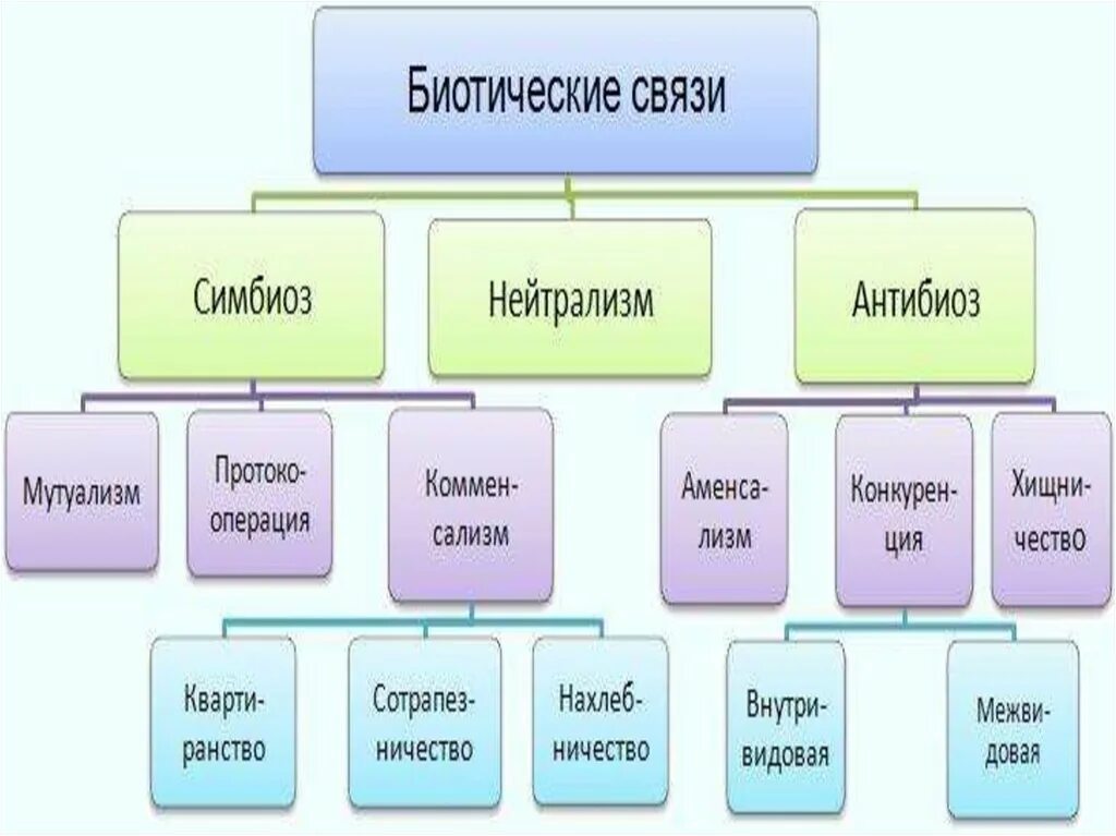 Классификация биотических взаимоотношений. Типы биотических связей. Типы биотических отношений. Классификация биотических отношений. Биотические взаимодействия