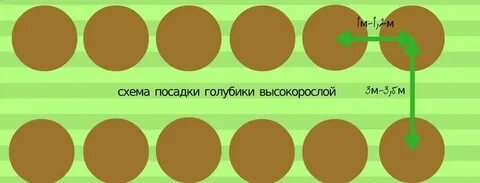 Расстояние между голубикой при посадке