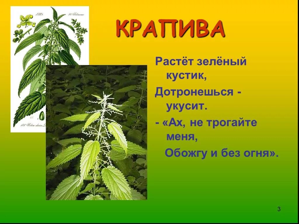 Растет зеленый кустик дотронешься