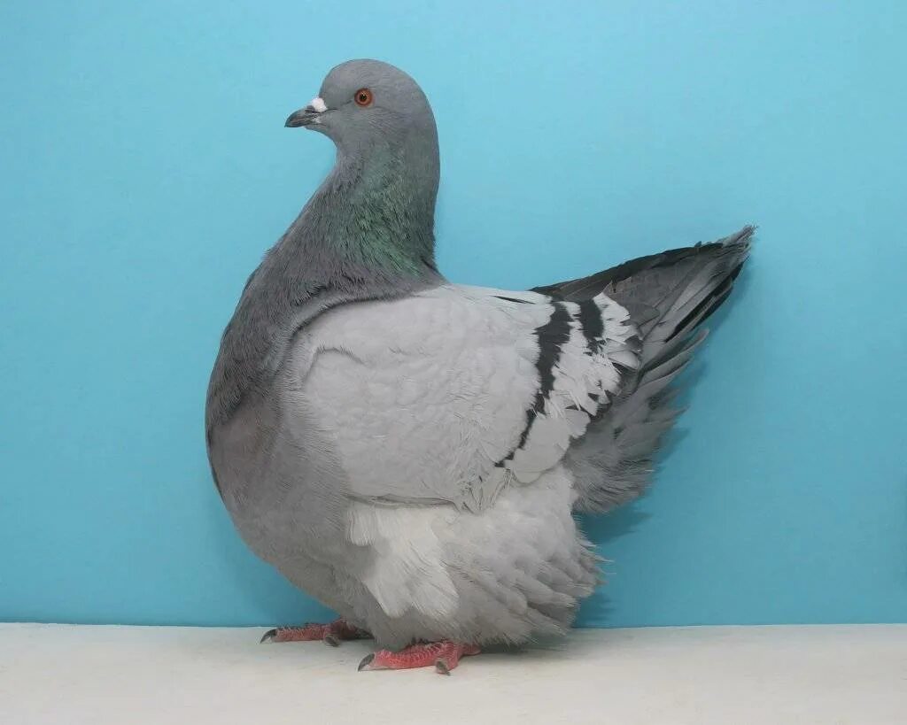 Окраски голубей