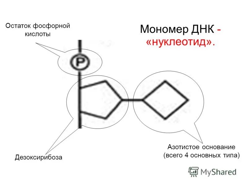 Остаток фосфорной кислоты нуклеотида днк. Остаток фосфорной кислоты рнк формула. Строение нуклеотида днк. Нуклеотид+ортофосфорная кислота. Остаток фосфорной кислоты в нуклеотидах.