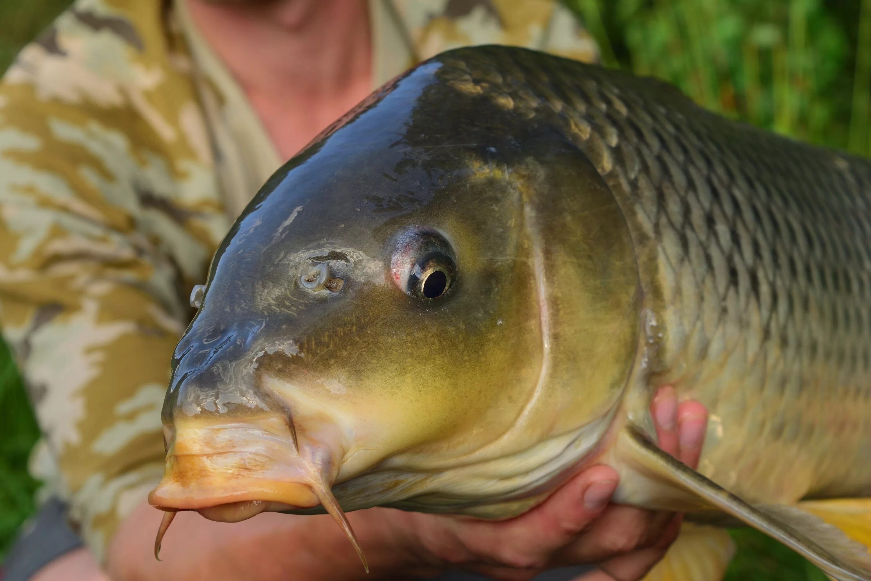 Рыба похожая на карпа. Сом, сазан, усач, Карп. Сазан (Cyprinus Carpio). Амурский сазан. Сазан сом.