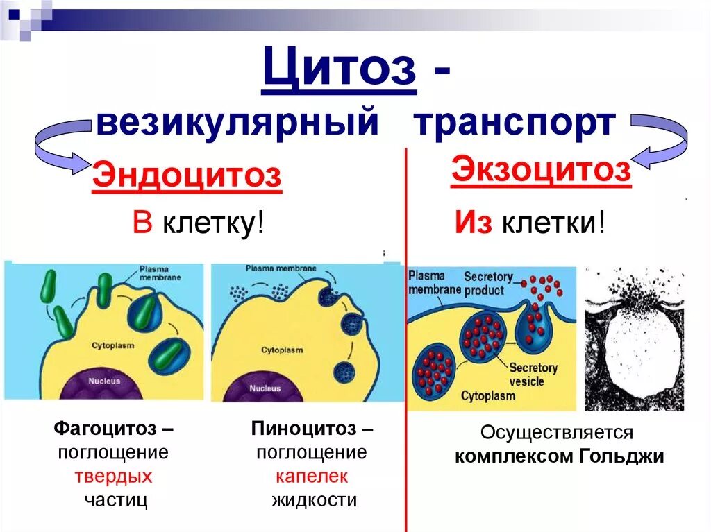 Фагоцитоз прокариот. Фагоцитоз пиноцитоз экзоцитоз. Схема эндоцитоза и экзоцитоза. Эндоцитоз экзоцитоз фагоцитоз это. Эндоцитоз и пиноцитоз.